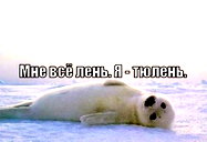 🖼