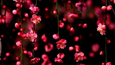 🖼