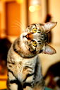🖼