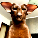 🖼