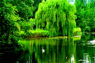🖼