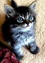 🖼