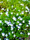 🖼