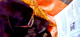 🖼