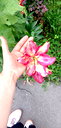 🖼