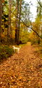 🖼
