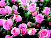 🖼