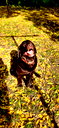 🖼