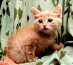 🖼