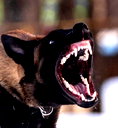 🖼