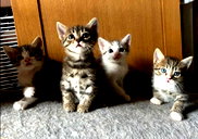 🖼