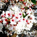 🖼
