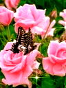 🖼