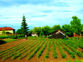 🖼