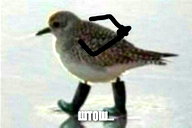 🖼