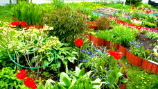 🖼