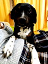 🖼