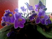 🖼