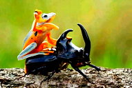 🖼