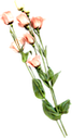 🖼