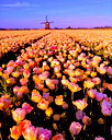🖼