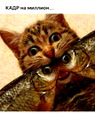 🖼
