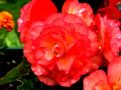🖼