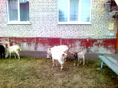 🖼