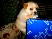 🖼