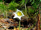 🖼