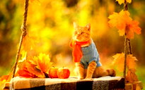 🖼