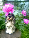 🖼