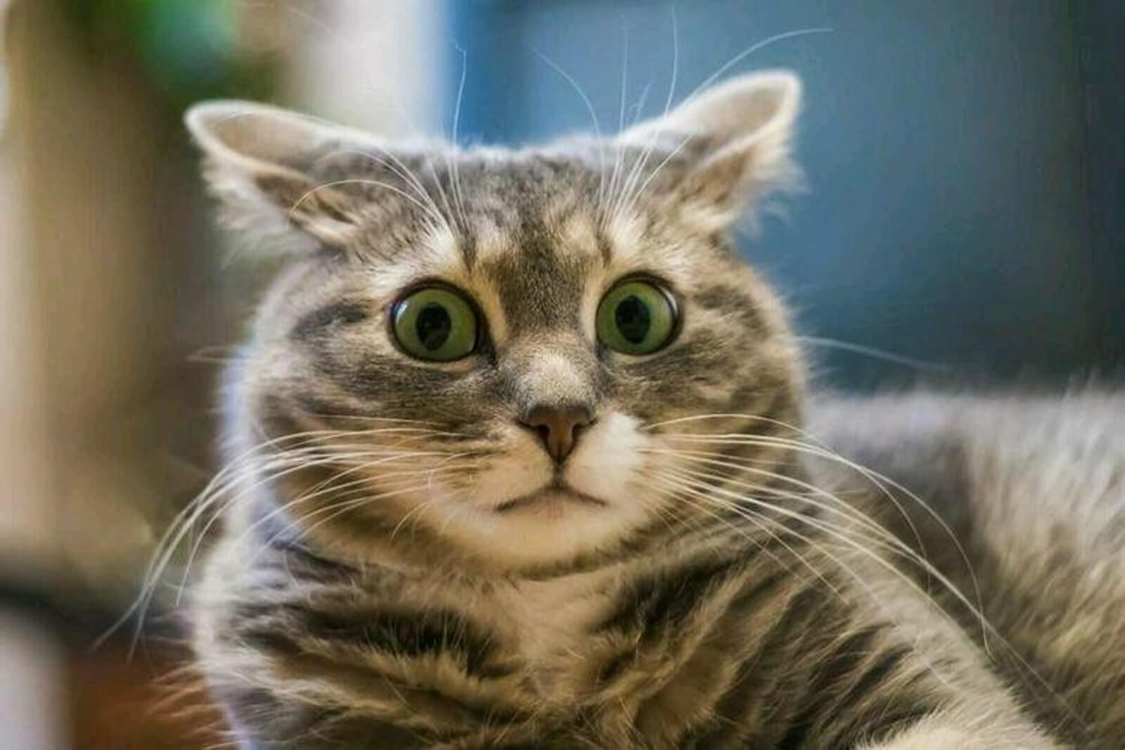 🖼