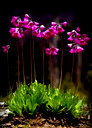 🖼
