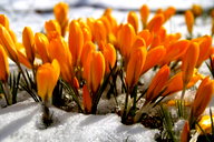 🖼