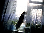 🖼