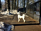 🖼
