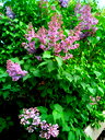 🖼