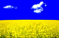 🖼