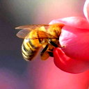 🖼