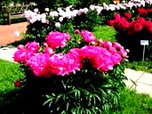 🖼