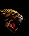 🖼
