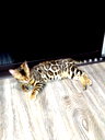🖼