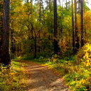 🖼
