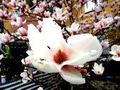 🖼