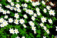 🖼