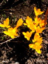 🖼