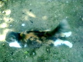 🖼