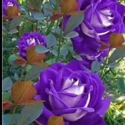 Дина Масалимова