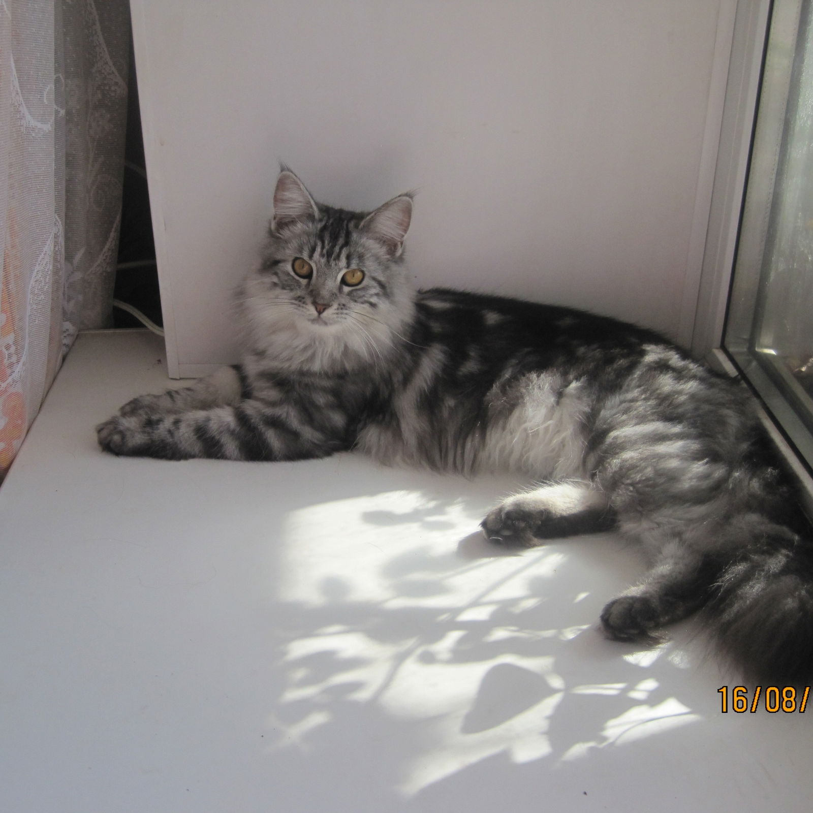 Елена Топталова